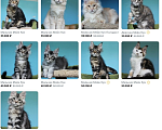 Кошки в Севастополе: Котята Мейн Кун и Мейн Кун Полидакт девочки и мальчики Мальчик, Бесплатно - фото 2