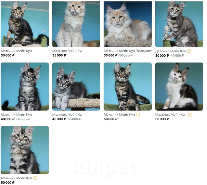 Кошки в Севастополе: Котята Мейн Кун и Мейн Кун Полидакт девочки и мальчики Мальчик, Бесплатно - фото 2