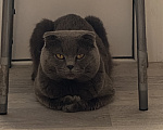 Кошки в Санкт-Петербурге: Кот в добрые руки Мальчик, Бесплатно - фото 1