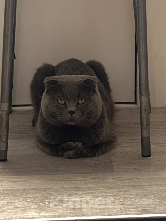 Кошки в Санкт-Петербурге: Кот в добрые руки Мальчик, Бесплатно - фото 1