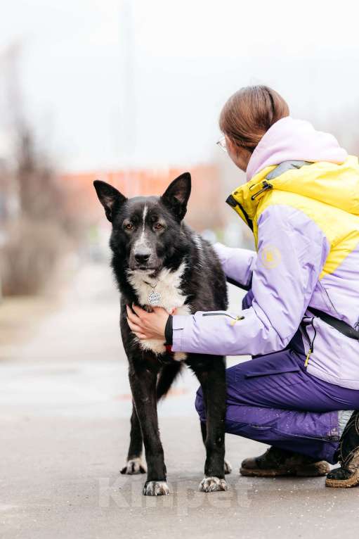 Собаки в Москве: Джейкоб ищет дом. Котопёс с самым добрым сердцем Мальчик, Бесплатно - фото 5