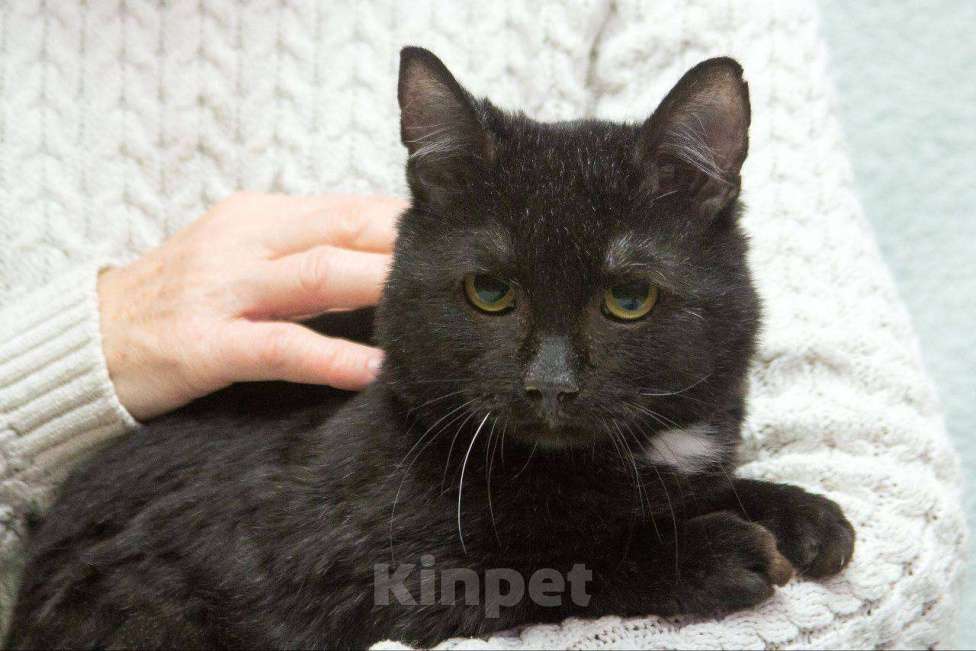 Кошки в Москве: Я котик Находка. Буду вашей теплой тенью. Мальчик, Бесплатно - фото 3