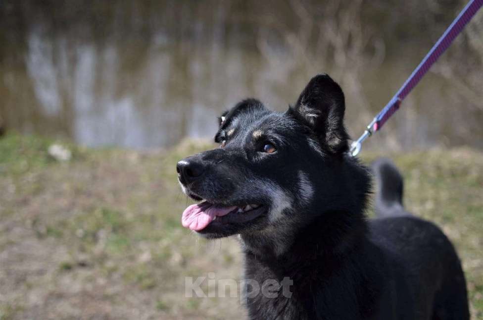 Собаки в Ногинске: Активная, позитивная и очень контактная собачка Нора ждет свою семью в приюте. Девочка, Бесплатно - фото 1