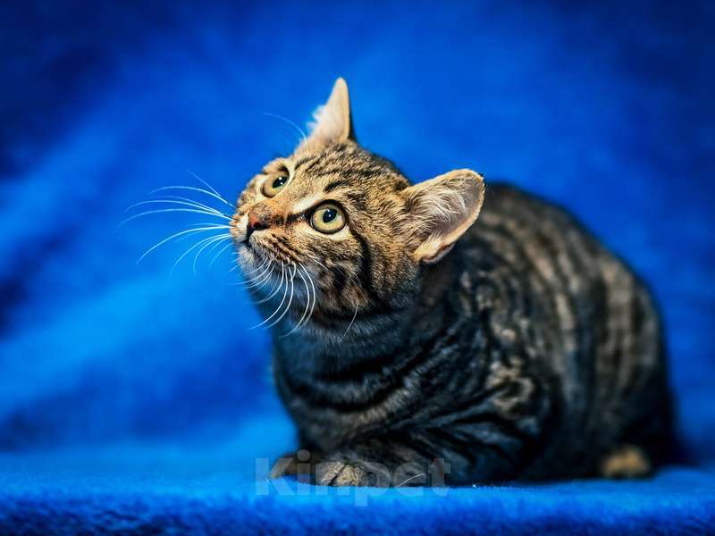 Кошки в Москве: Котята-подростки британской породы в добрые руки Мальчик, Бесплатно - фото 5