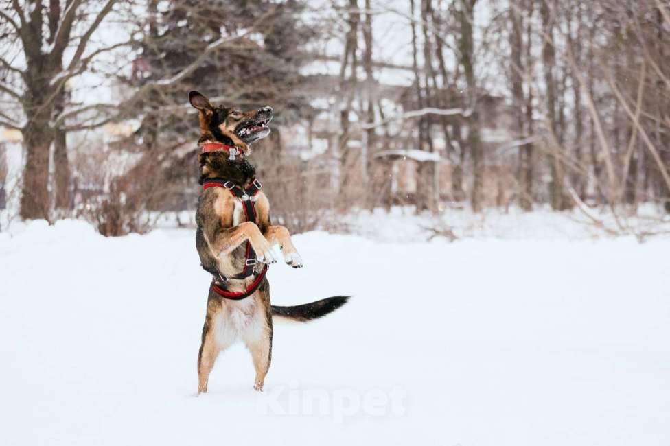 Собаки в Москве: Очаровательная Джума ищет дом Девочка, Бесплатно - фото 6