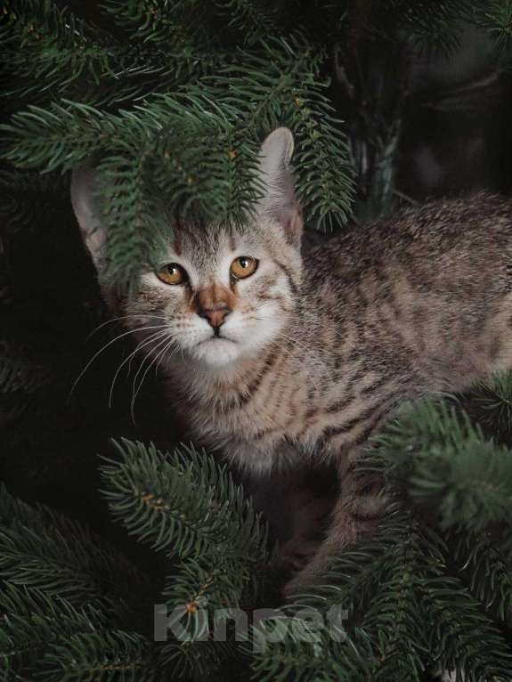 Кошки в Москве: Пиксибоб котята Мальчик, 50 000 руб. - фото 6