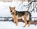 Собаки в Москве: Лисичка с янтарными глазами и огромными ушами - Лукерия или просто Рия!  Девочка, Бесплатно - фото 10