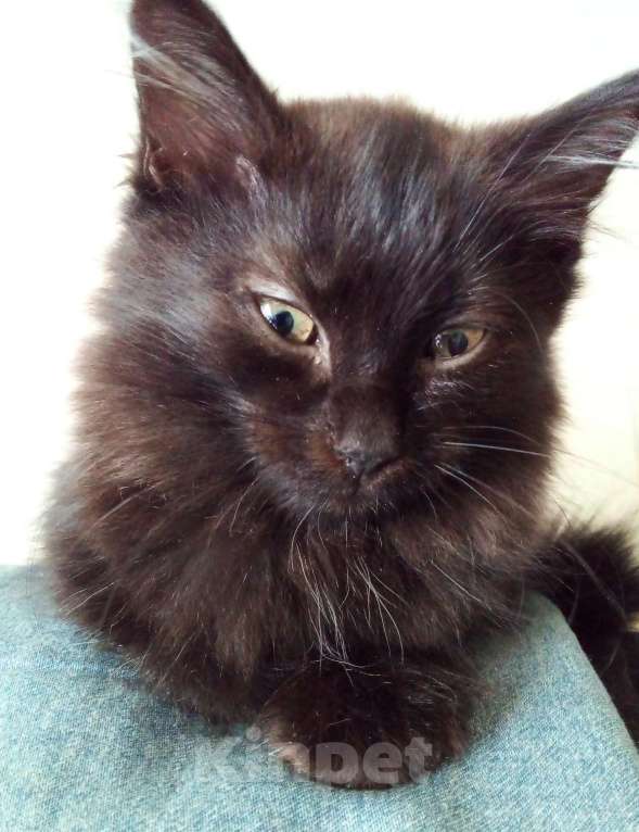 Кошки в Москве: 🧡  ( Персик )  –  Благодарный  и  спокойный  домашний  котёнок  –  в  заботливую  семью Мальчик, Бесплатно - фото 4