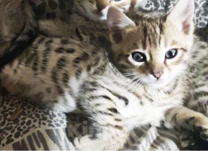 Кошки в Кемерово: Бенгальский котенок Мальчик, 5 000 руб. - фото 4