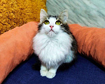 Кошки в Карачеве: Малвин, 200 руб. - фото 4
