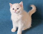 Кошки в Калуге: Raffaella SFS 71 ny 1233 Девочка, Бесплатно - фото 4