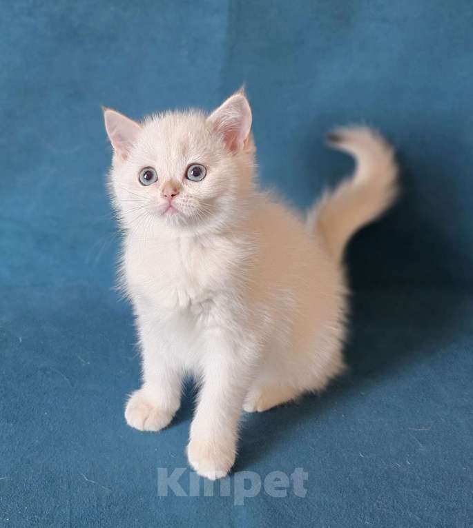 Кошки в Калуге: Raffaella SFS 71 ny 1233 Девочка, Бесплатно - фото 4