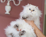 Кошки в Владивостоке: Британский котёнок. Нежное облачко Мальчик, 60 000 руб. - фото 5