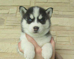 Собаки в Донецке: Хаски Щенки Разных окрасов Разнополые, Бесплатно - фото 1