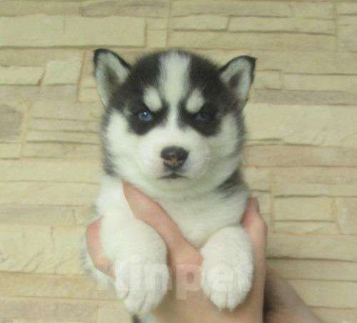 Собаки в Донецке: Хаски Щенки Разных окрасов Разнополые, Бесплатно - фото 1