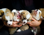 Собаки в Ярославле: Вельш-корги пемброк щенки Мальчик, 60 000 руб. - фото 3