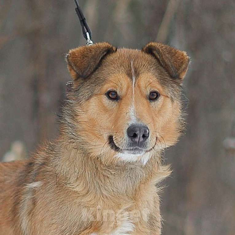 Собаки в Москве: Агат Мальчик, Бесплатно - фото 1