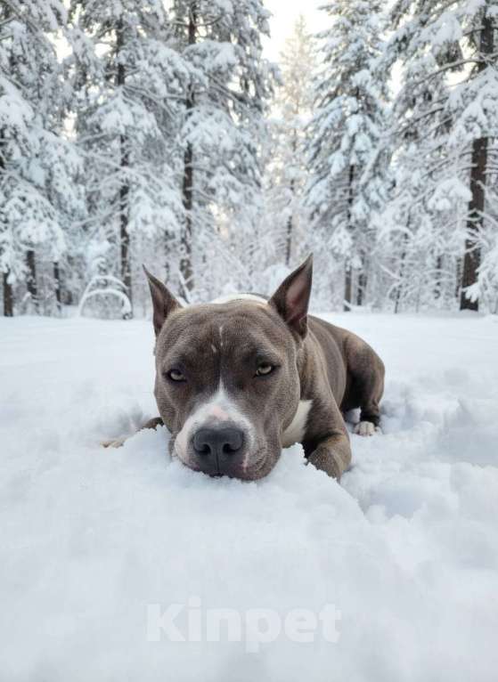 Собаки в Нижнеудинске: Щенки Американского Стаффордширского терьера Девочка, 35 000 руб. - фото 5