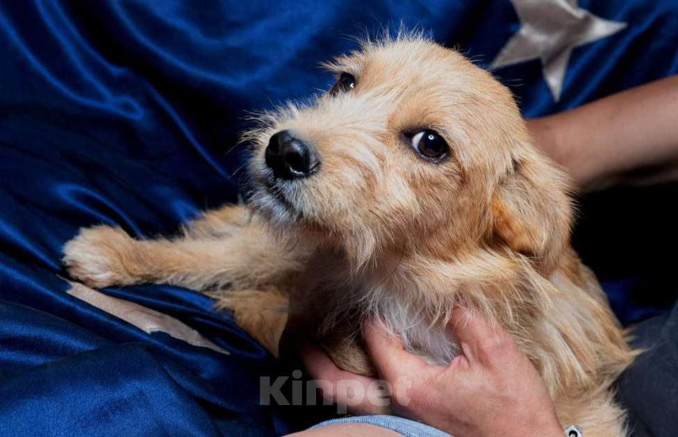 Собаки в Москве: Трепетная собачка Ханни ищет семью Девочка, Бесплатно - фото 1
