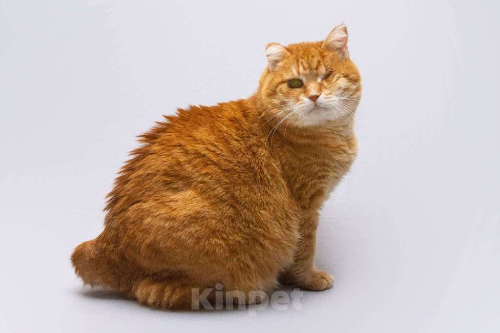 Кошки в Москве: Кошечка Наташа ищет дом. Девочка, Бесплатно - фото 2