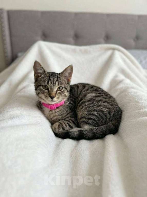 Кошки в Москве: котенок Мисси ищет дом Девочка, Бесплатно - фото 1