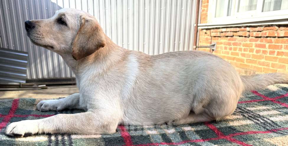 Собаки в Краснодаре: Щенки лабрадора палевые Мальчик, 25 000 руб. - фото 4