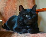 Кошки в Москве: Британский крупный черный красавец-кот Дуглас в добрые руки Мальчик, 1 руб. - фото 2
