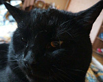Кошки в Шахте: Пушистый полубританец - Хока Мальчик, 10 руб. - фото 3