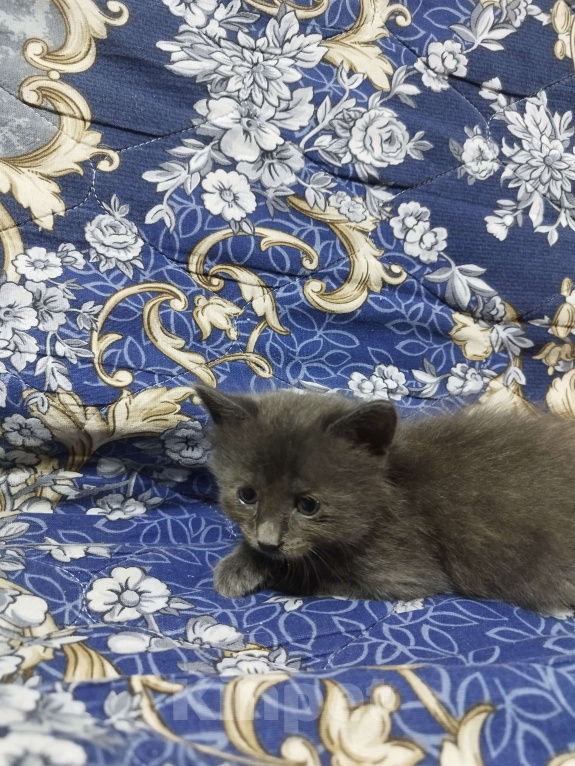 Кошки в Севастополе: Ищу хорошего хозяина Девочка, Бесплатно - фото 2