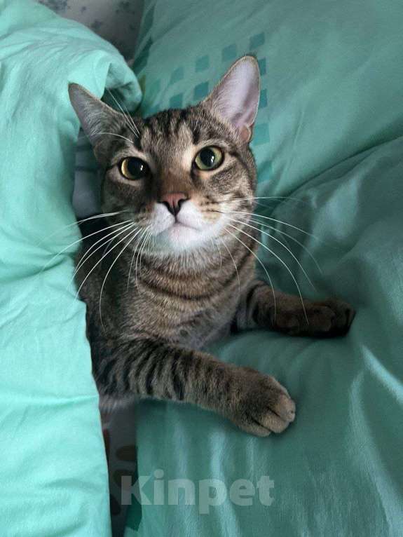 Кошки в Дзержинском: Котенок Яша срочно ищет дом Мальчик, Бесплатно - фото 2