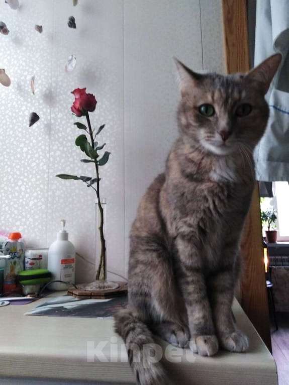 Кошки в Казани: Помогите найти Алису! Девочка, 10 000 руб. - фото 2
