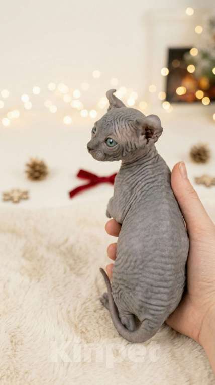 Кошки в Москве: Котёнок эльф Девочка, 90 000 руб. - фото 3