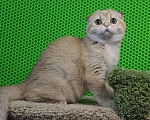 Кошки в Клине: Вислоухий рыжий котик Мальчик, 15 000 руб. - фото 4