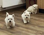 Собаки в Реутове: Щенки Вест-хайленд-уайт-терьера  Мальчик, 65 000 руб. - фото 1