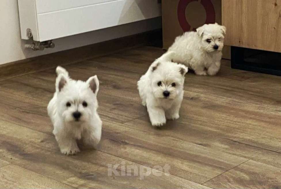 Собаки в Реутове: Щенки Вест-хайленд-уайт-терьера  Мальчик, 65 000 руб. - фото 1