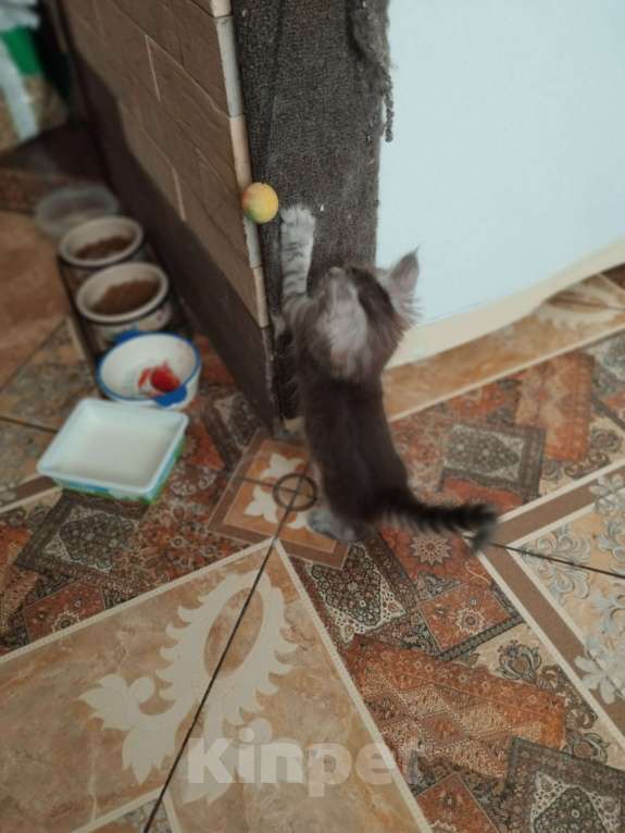 Кошки в Ставрополе: Энджел Девочка, 10 000 руб. - фото 6