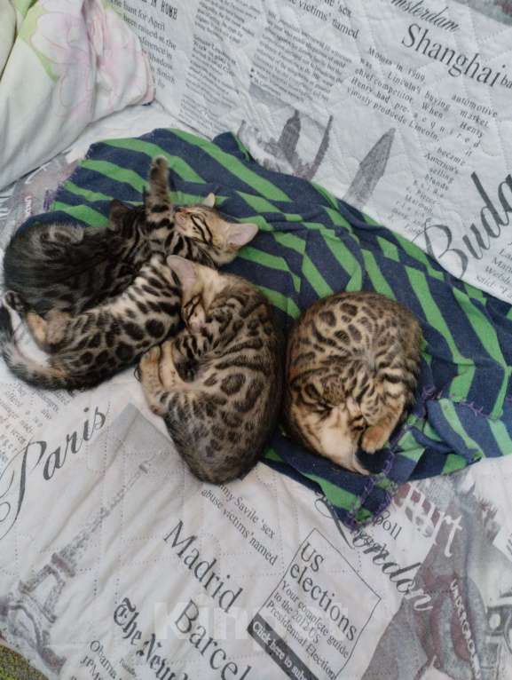 Кошки в Химках: Мальчик 7 декабря родился. Мальчик, 18 000 руб. - фото 3