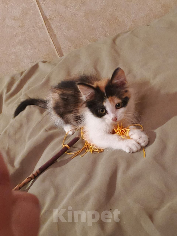 Кошки в Москве: Котенок Диана ищет дом Девочка, Бесплатно - фото 2