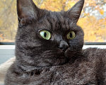 Кошки в Москве: Кошка Джаз ищет семью Девочка, Бесплатно - фото 6