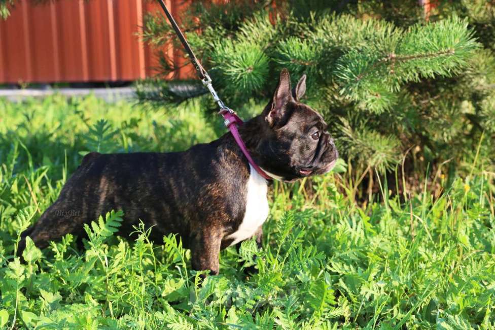 Собаки в Москве: Французский бульдог, девочка, РКФ Девочка, 70 000 руб. - фото 5