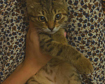 Кошки в Махачкале: ПРОПАЛА Кошечка (возраст около 1 года) Девочка, 1 000 руб. - фото 4