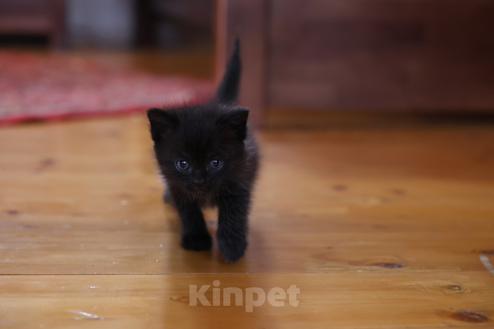 Кошки в Екатеринбурге: Шотландские прямоухие короткошёрстные котята Разнополые, 2 500 руб. - фото 5