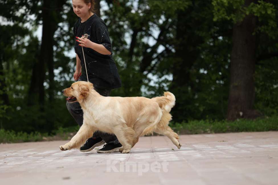 Собаки в Ростове-на-Дону: Золотистый ретривер - доставка в любой город! Мальчик, 60 000 руб. - фото 4