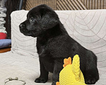 Собаки в других городах Московской области: Черный щенок лабрадора Девочка, 80 000 руб. - фото 5