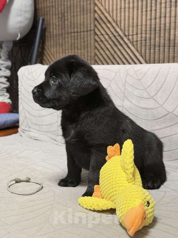 Собаки в других городах Московской области: Черный щенок лабрадора Девочка, 80 000 руб. - фото 5