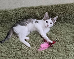 Кошки в Москве: Котенок Гриша ищет дом Мальчик, Бесплатно - фото 3