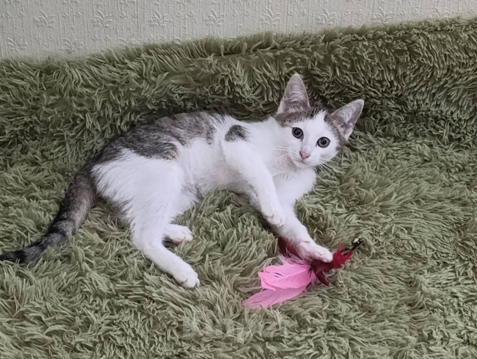Кошки в Москве: Котенок Гриша ищет дом Мальчик, Бесплатно - фото 3