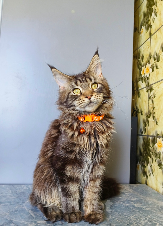 Кошки в Москве: Котенок Мейн-Кун Девочка Девочка, 40 000 руб. - фото 1