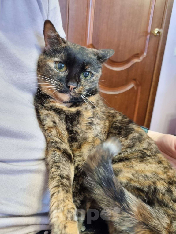 Кошки в Москве: Пуки Девочка, Бесплатно - фото 3