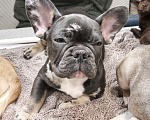 Собаки в других городах Московской области: Французский бульдог Мальчик, 70 000 руб. - фото 3